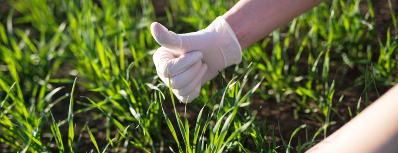 farmer-grass-seeds-checking-crops-quality-field