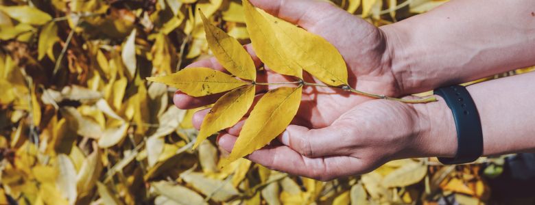 female-hand-park-enjoying-golden-holding-leaf