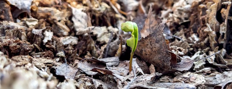 small-sprouting-plant-spring-among-foliage-forest