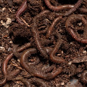 vermi-composting-soil-worm