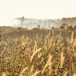 weed-and-feed