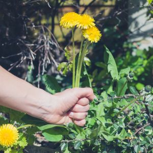 annuval-weed-garden