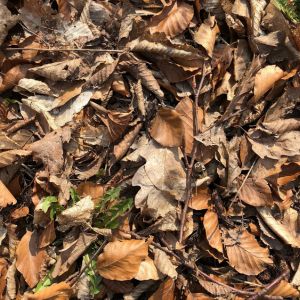 compost-leaves-soil