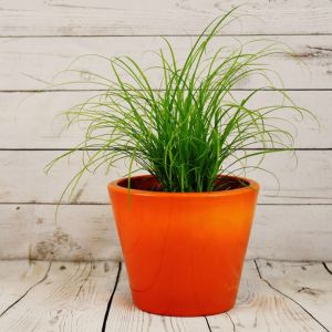 containers-with-grasses