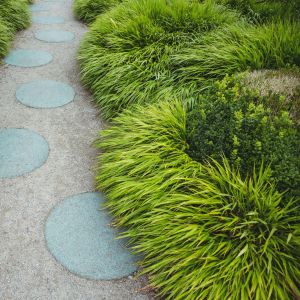 grass-sedges-planters