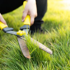 lawn-care-shape-grass