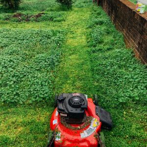 lawn-plants-cleaning