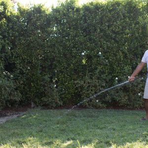 lawn-proper-watering-grass