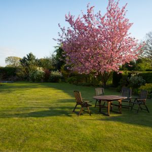 lawn-transformation-beautiful-tree-pink