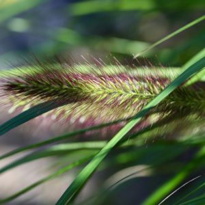 mexican-feather-grass