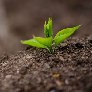 starter-fertilizer-plant