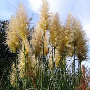 tall-wild-grasses