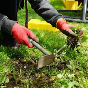 weed-garden