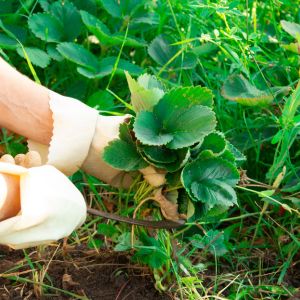 weeding-your-garden